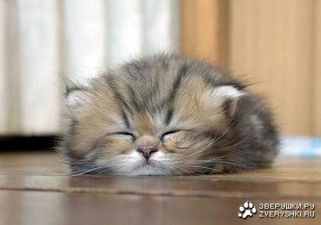 ������ �� ������� :)