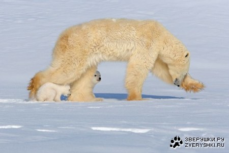 ��������� ����� ����� (6 ����������)