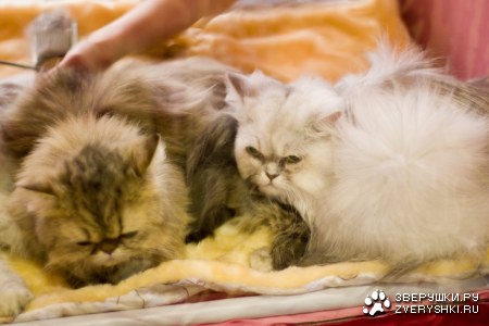 "�������-2008"