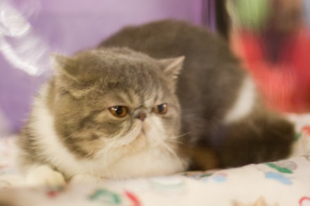 "�������-2008"