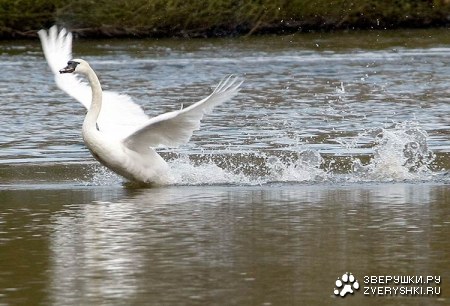 ������-�������� :)