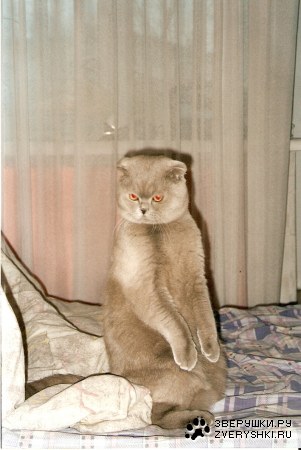 ����� ����� (6 ����������)