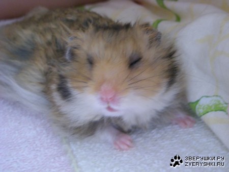 ��� ��������� :)