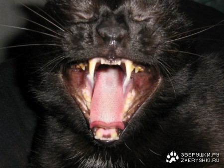 ��� �����:)