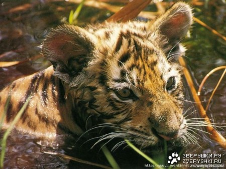 ����� � ������� :)