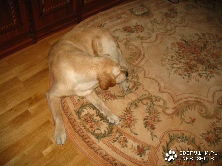 ���������� �������� (12 ����������)