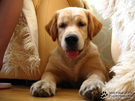 ���������� �������� (12 ����������)