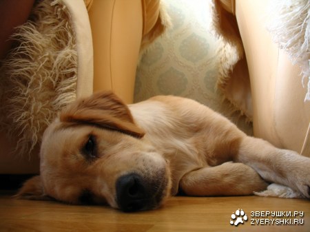 ���������� �������� (12 ����������)