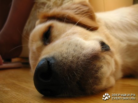 ���������� �������� (12 ����������)