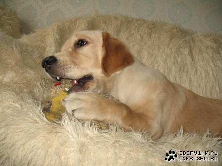 ���������� �������� (12 ����������)