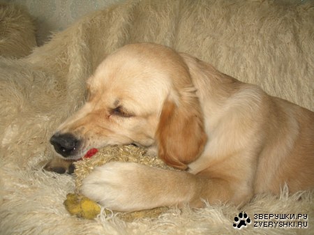 ���������� �������� (12 ����������)