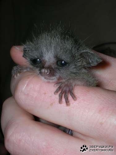 �������� �������� :)