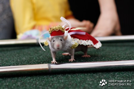 ������� �������� ��������!