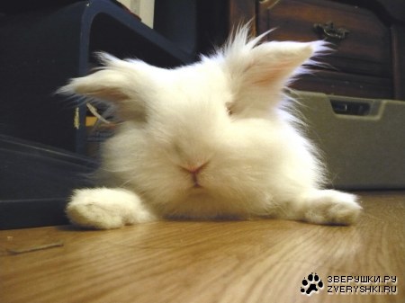 ������ (4 ����������)