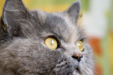 ���� ���������� :)