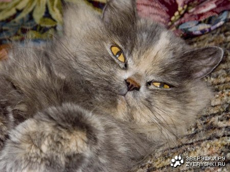 ���� ���������� 2 :)