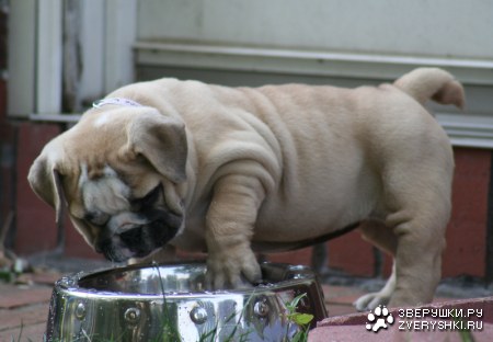 ������������� ����! :)