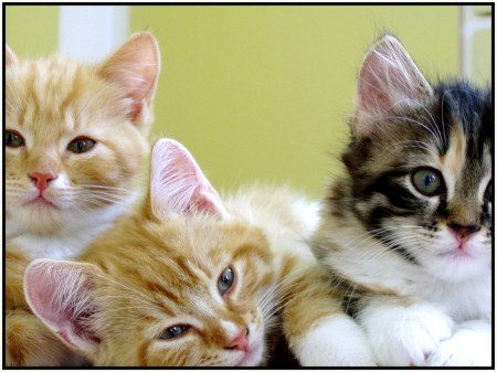 ��� ������� ������� (5 ����������)