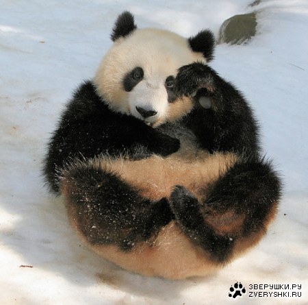 ����� �� ������ (6 ����������)