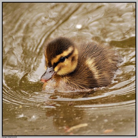 ������ ������ (4 ����������)