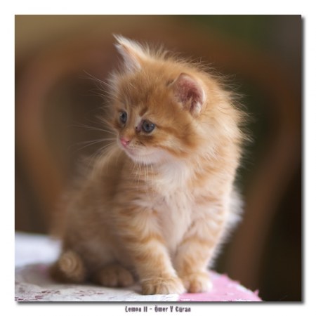 ������� (6 ����������)