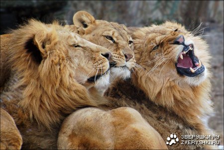 ������� :)