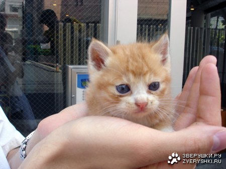 ������ �� ������� :)