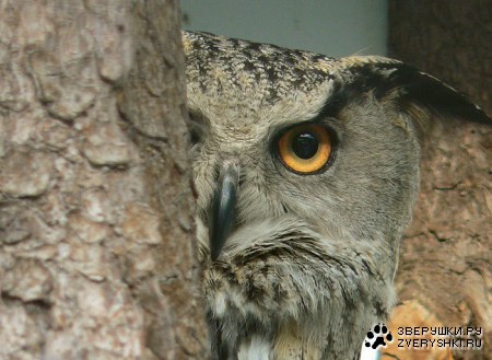 � �� ���� �����... :)