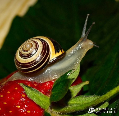 �� ����� :)