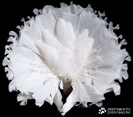 ������ (11 ����������)