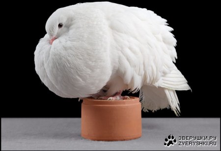 ������ (11 ����������)