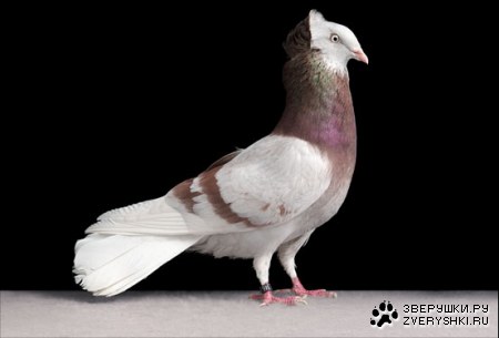 ������ (11 ����������)