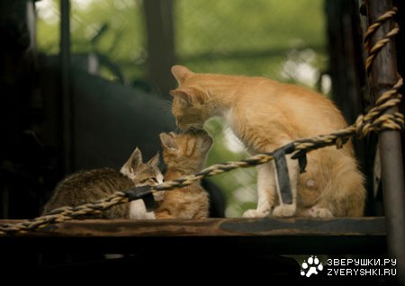 ����� �������... :)