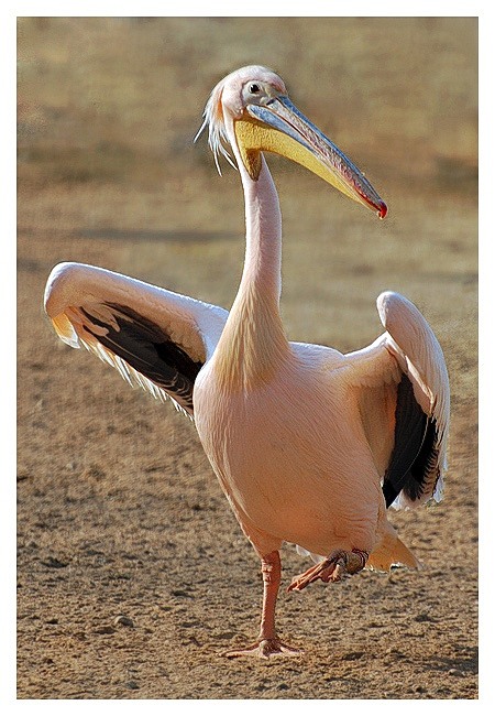 �������� (15 ����������)