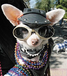 ������� �������� (6 ����)