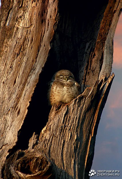 ��� ��������� :)