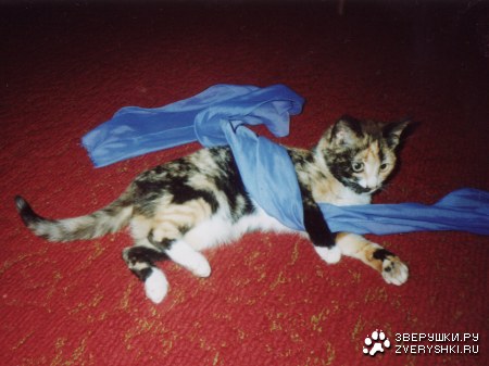 ������-������� ����� :)