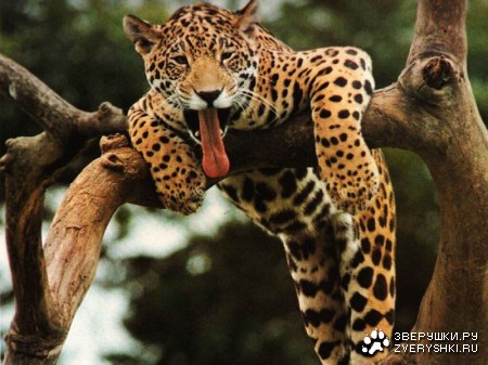 ����� ��������! ;)