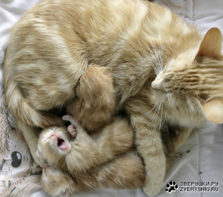 ������ :)