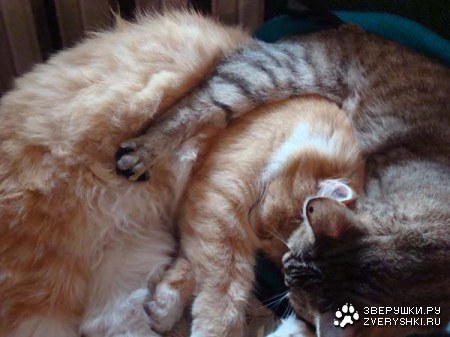 ������� ������� ����� :)