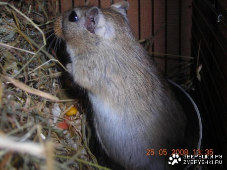 ���� ����������� ��������