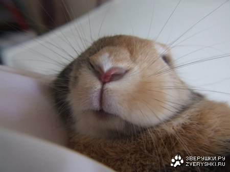 ������ ����� :)