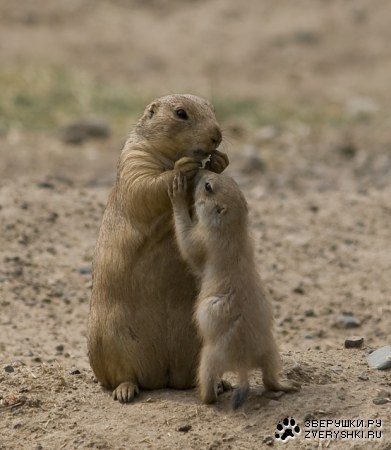 ��� �������� :)