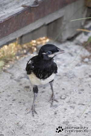 ��������� ��������� :)