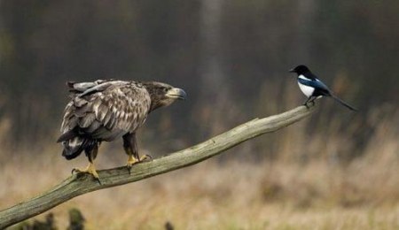 ��� ����� �������? ;)