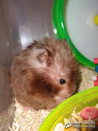 �������-���������� :)