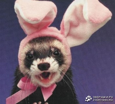 ������� �������� (6 ����)