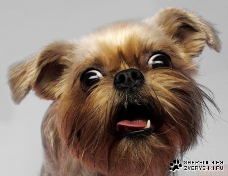 ������� �������� (6 ����)