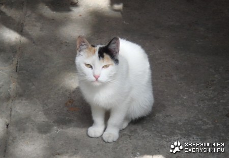 ��� "���" ��� "���"?