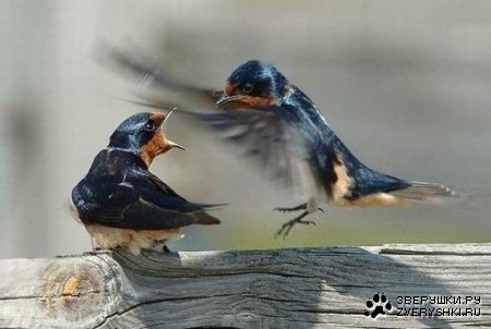 ����� ��������, ������ ������� :)